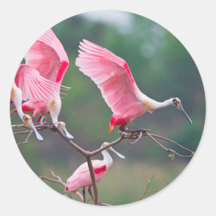 Adesivo Redondo Aterragem dos Spoonbills róseos (Ajaia Ajaja)