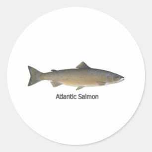 Adesivo Redondo Atlantic Salmon (intitulado)