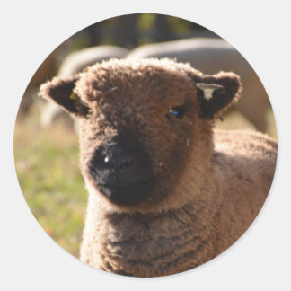 Adesivo Redondo Atordoamento Babydoll Southdown Ewe Lamb