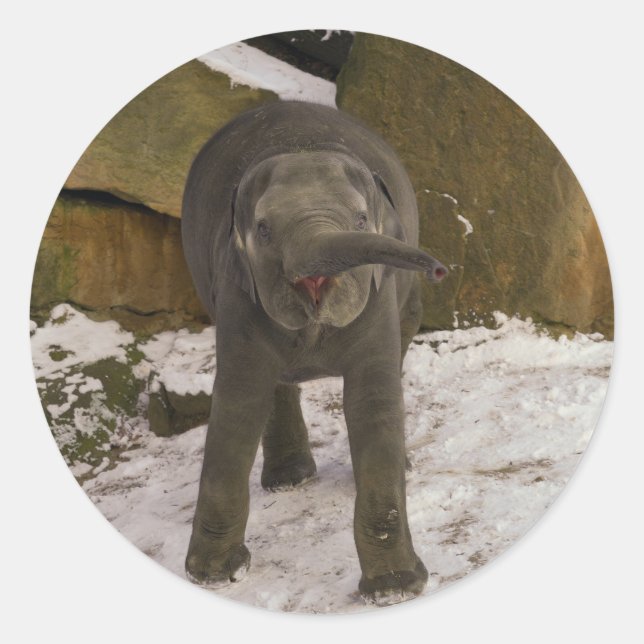 Adesivo Redondo Atrompetando Elefante Para Bebê Na Neve (Frente)