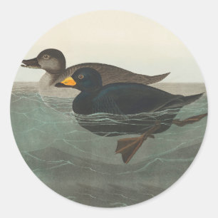 Adesivo Redondo Audubon American Scoter Duck Classic