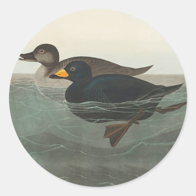 Adesivo Redondo Audubon American Scoter Duck Classic (Frente)