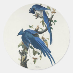 Adesivo Redondo Audubon Columbia Jay Black Throated Magpie Jay