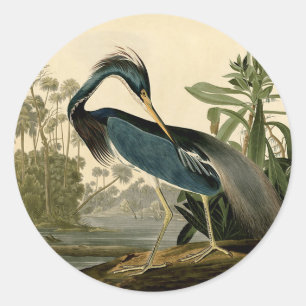 Adesivo Redondo Audubon Louisiana Heron Birds América Art