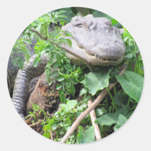 Adesivo Redondo Autoadesivos do Gator
