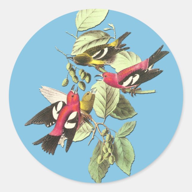 Adesivo Redondo Autocolante de aranha-branca (Frente)