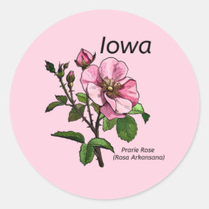 Adesivo Redondo Autocolante de Iowa State