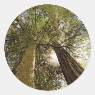 Adesivo Redondo Autocolante de Sequoias Vermelhas Gigante