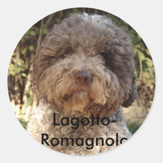 Adesivo Redondo autocolante, Lagotto-Romagnolo (Frente)