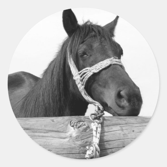 Adesivo Redondo Autocolantes (Frente)