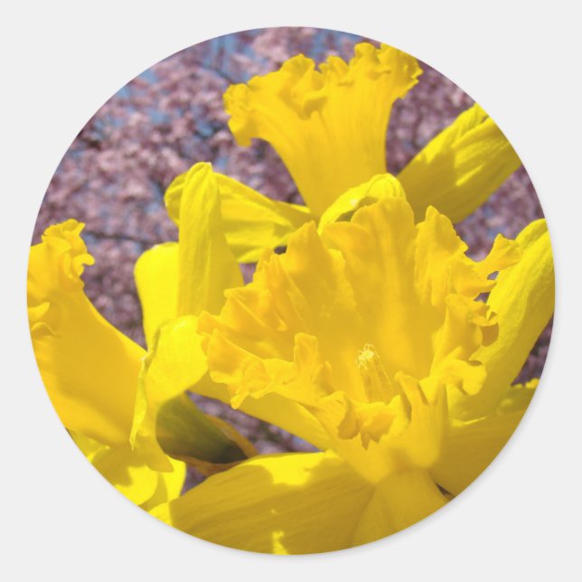 Adesivo Redondo Autocolantes amarelo Daffodil Flowers (Frente)