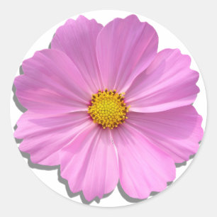 Adesivo Redondo Autocolantes - Cosmos Rosa Médio
