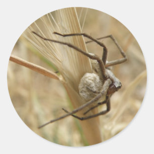 Adesivo Redondo Autocolantes de aranha e ovos