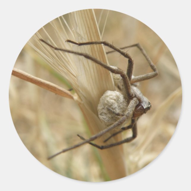 Adesivo Redondo Autocolantes de aranha e ovos (Frente)