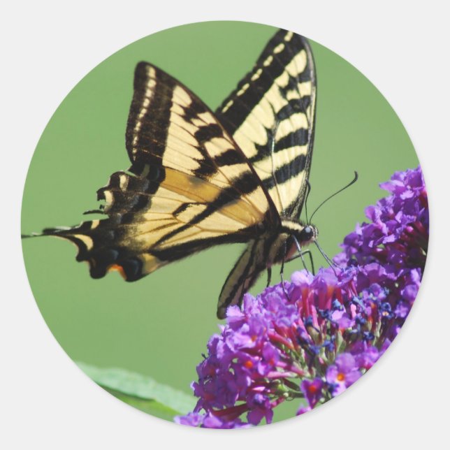 Adesivo Redondo Autocolantes de borboletas (Frente)