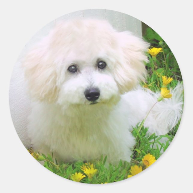 Adesivo Redondo Autocolantes de fotos (Frente)