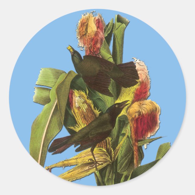 Adesivo Redondo Autocolantes de passarinhos (Frente)