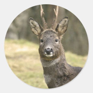 Adesivo Redondo Autocolantes de Roe Deer Buck
