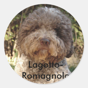 Adesivo Redondo autocollant, Lagotto-Romagnolo