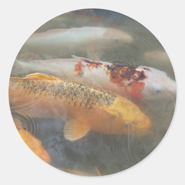 Adesivo Redondo Autumn Koi (Frente)
