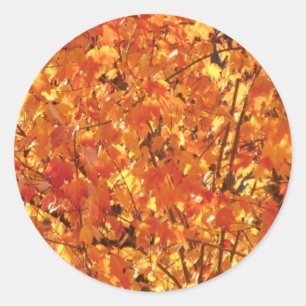 Adesivo Redondo Autumn Leaves na árvore - fotografia.