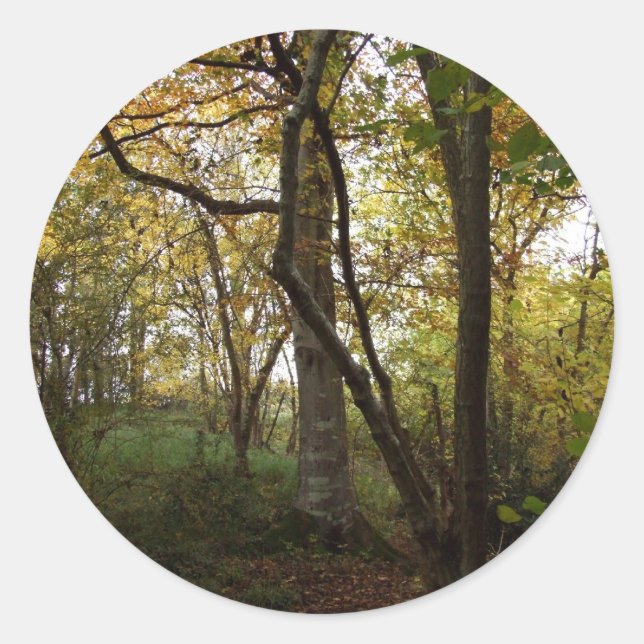 Adesivo Redondo Autumn Woods Sticker (Frente)