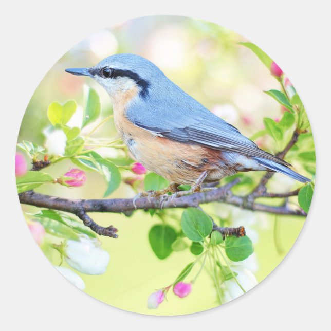 Adesivo Redondo ave com primavera (Frente)