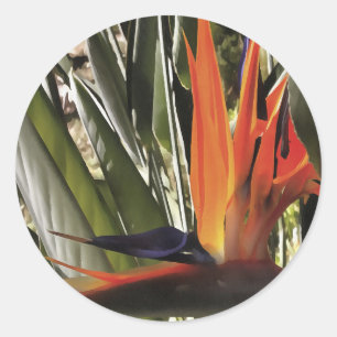 Adesivo Redondo Ave do Paraíso Strelitzia Reginae - Painti acrílic