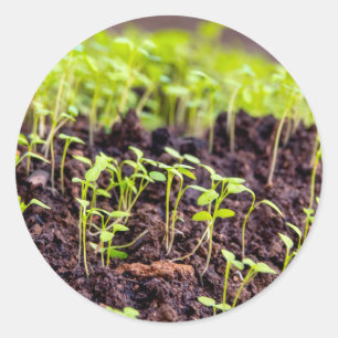 Adesivo Redondo Aveia