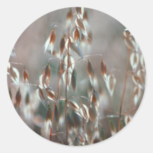 Adesivo Redondo Aveia Madura (Avena Sativa) Close Up. Ceres, Bolan