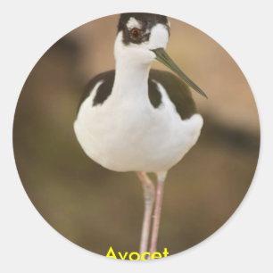 Adesivo Redondo Avocet