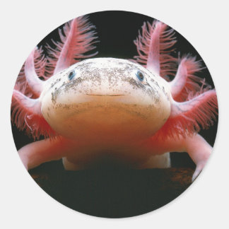 Adesivo Redondo Axolotl Axolotl.png