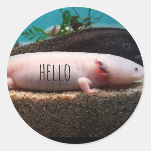 Adesivo Redondo axolotl leucistic