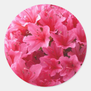 Adesivo Redondo Azálea cor-de-rosa