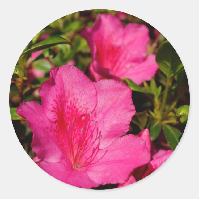 Adesivo Redondo Azaleas (Frente)