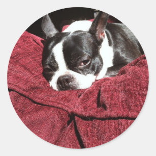 Adesivo Redondo Azevinho de Boston Terrier