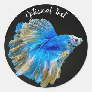 Adesivo Redondo Azul Betta - Peixe de Combate