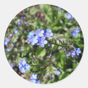 Adesivo Redondo Azul Esqueça-me de Não Colar