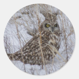 Adesivo Redondo B11 Coruja de orelha curta