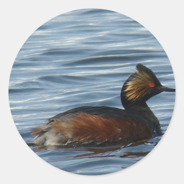 Adesivo Redondo B1 Eared Grebe (Frente)