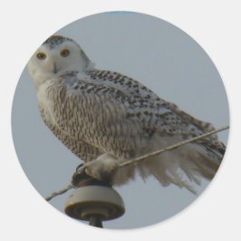 Adesivo Redondo B38 Coruja de Neve