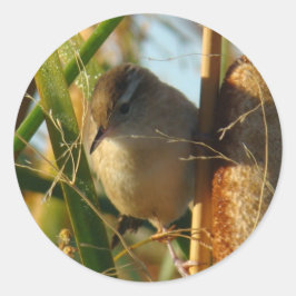 Adesivo Redondo B3 Marsh Wren