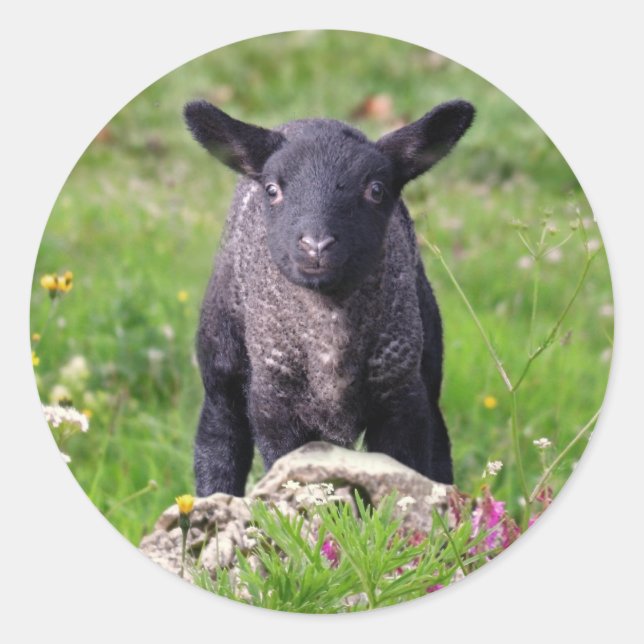 Adesivo Redondo Baa Baa Black Sheep Sticker (Frente)