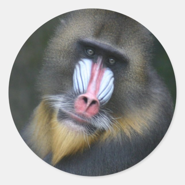 Adesivo Redondo Baboon Face Sticker (Frente)