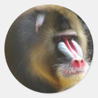 Baboon Sticker