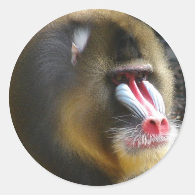 Adesivo Redondo Baboon Sticker (Frente)