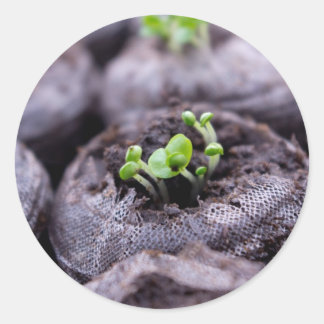 Adesivo Redondo Baby Basil Plant