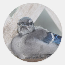 Adesivo Redondo Baby Blue Jay Stickers