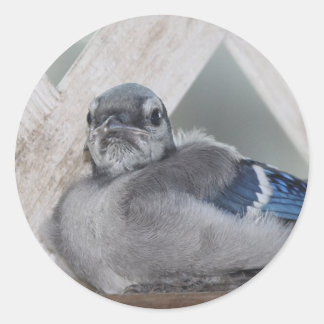 Adesivo Redondo Baby Blue Jay Stickers (Frente)