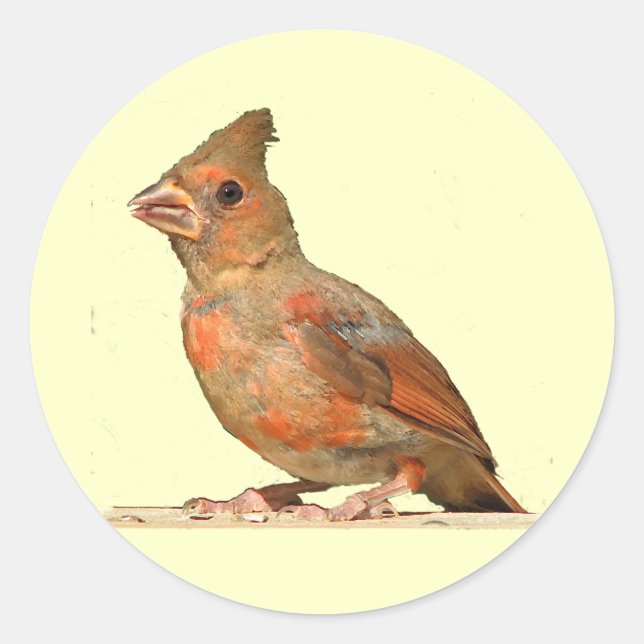 Adesivo Redondo Baby Cardinal (Frente)